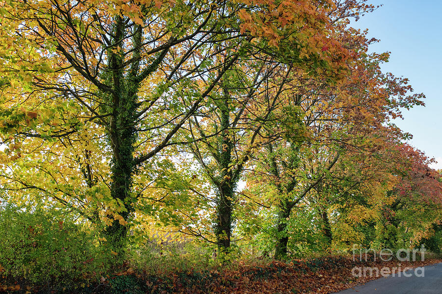 Beautiful Autumn Tones Photograph by Tim Gainey