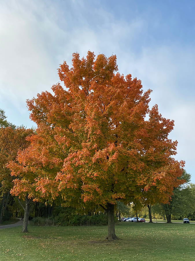 Beautiful Autumn Tree With Red Orange Leaves Painting By Mason Moore 