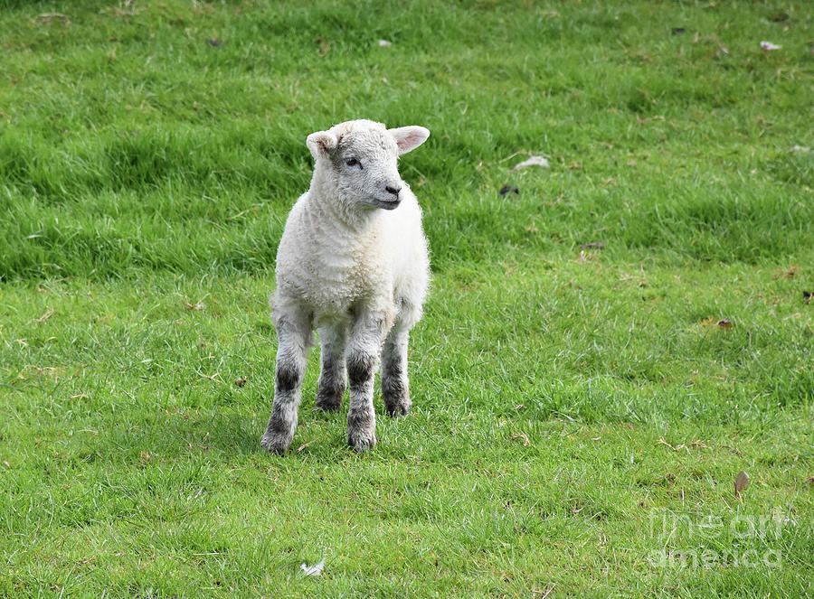 beautiful sheep baby