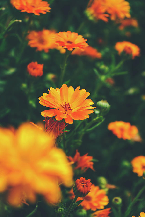 Beautiful background of calendula officinalis Photograph by Sol Vazquez -  Pixels