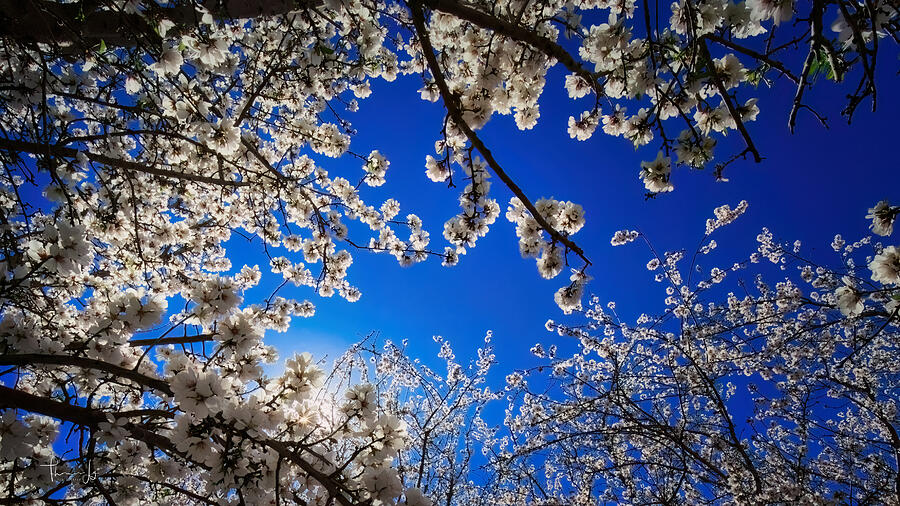 Beautiful Backlit of Almond Blossom, Bakersfield, CA Photograph by