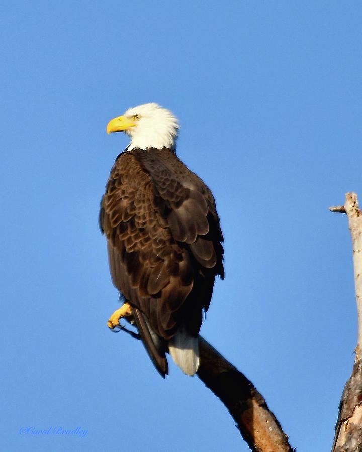 Beautiful Bald Eagle Photograph by Carol Bradley - Fine Art America