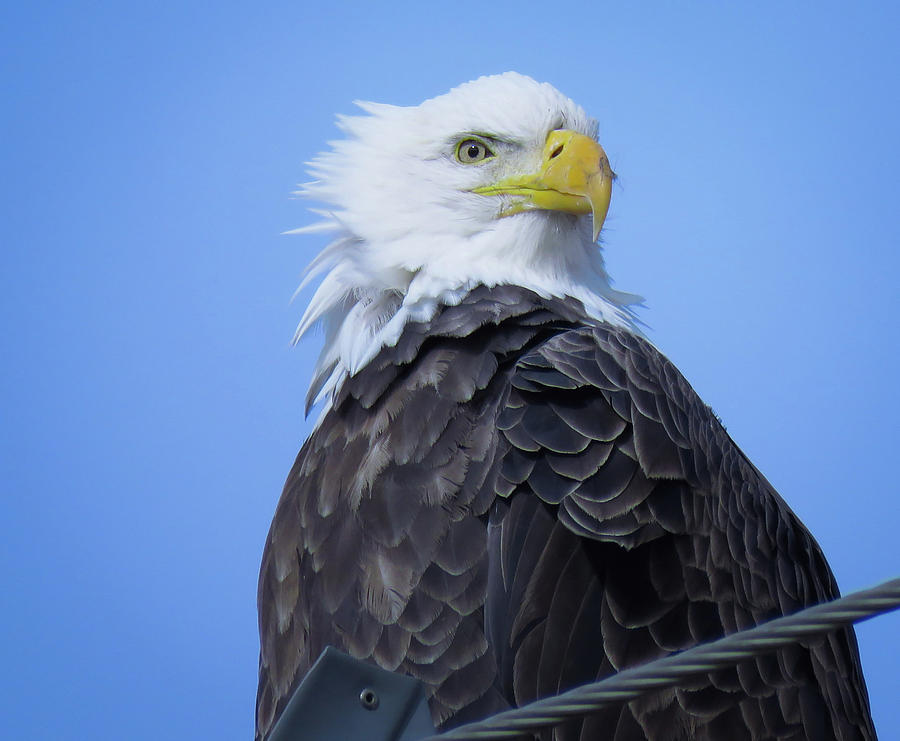 Beautiful Bald Eagle Photograph