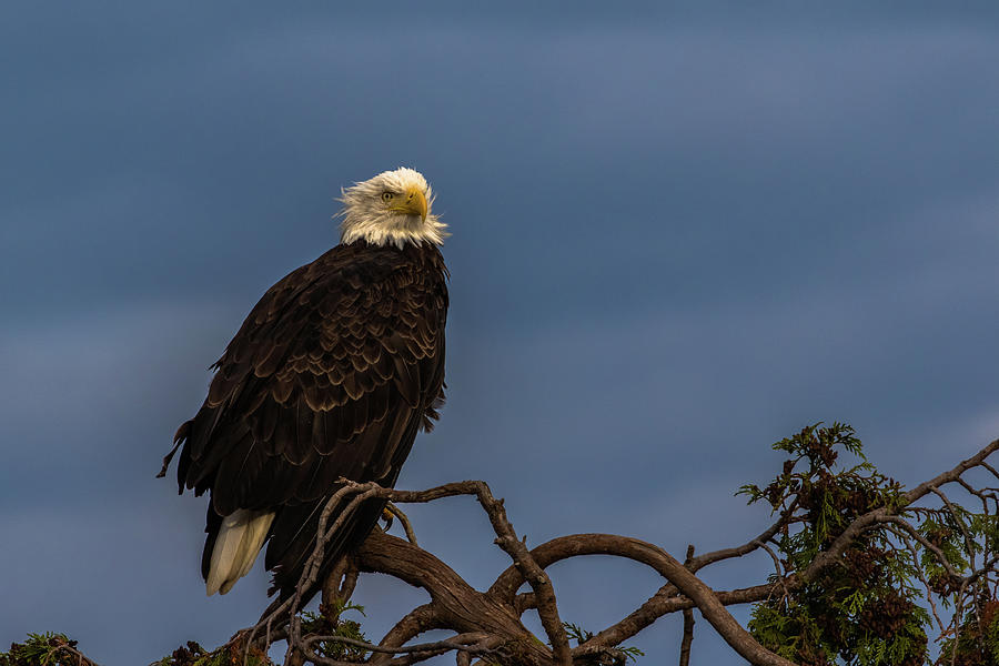 Beautiful Bald Eagle Photograph by Michelle Pennell