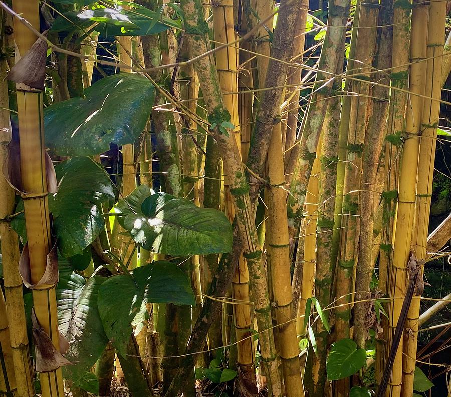 Beautiful Bamboo Photograph by Andrea Callaway