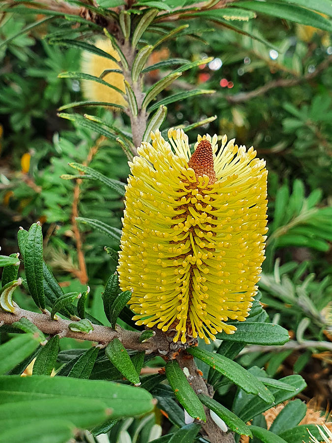 Beautiful banksia plant Photograph by Qianrui Ren