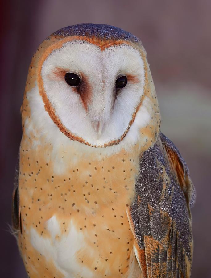Beautiful Barn Owl Photograph by Richard Bryce and Family