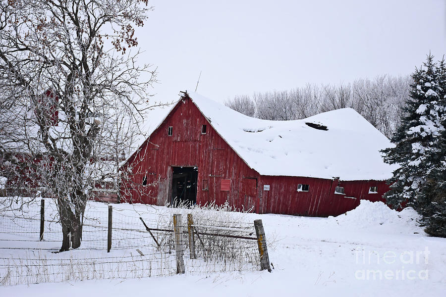 Beautiful Barn Under Snow Pressure Photograph by Kathy M Krause