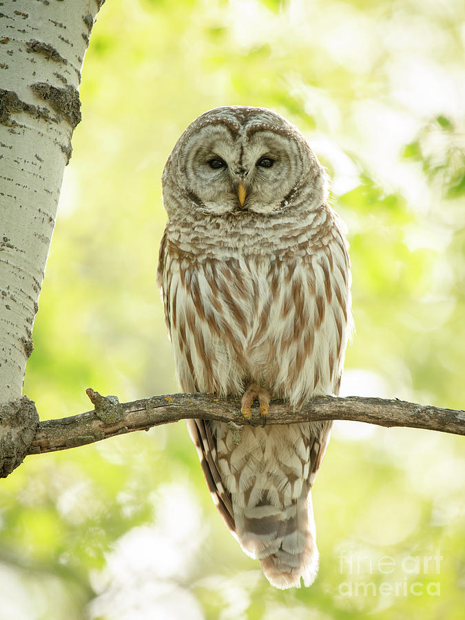 Barred Owl Photograph - Beautiful Barred Owl by Jennylynn Fields