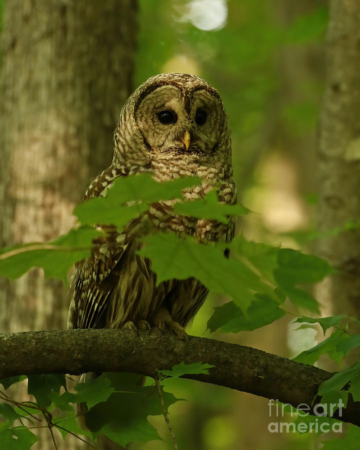 Beautiful Barred Owl Mother  Photograph by Heather King