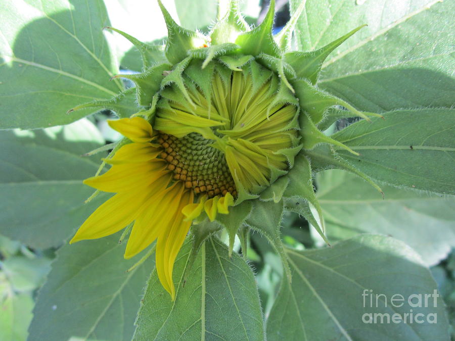 Beautiful Bashful Sunflower  Photograph by Seaux-N-Seau Soileau