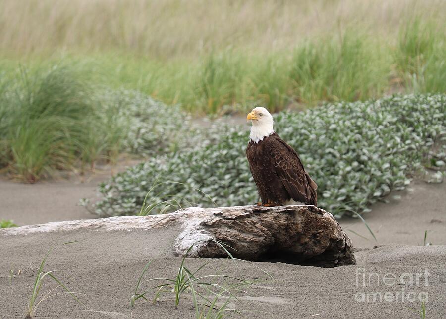 Beautiful Beach Bald Eagle Photograph by Carol Groenen