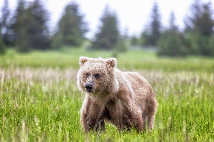 Beautiful Bear, Beautiful Habitat Photograph by Belinda Greb