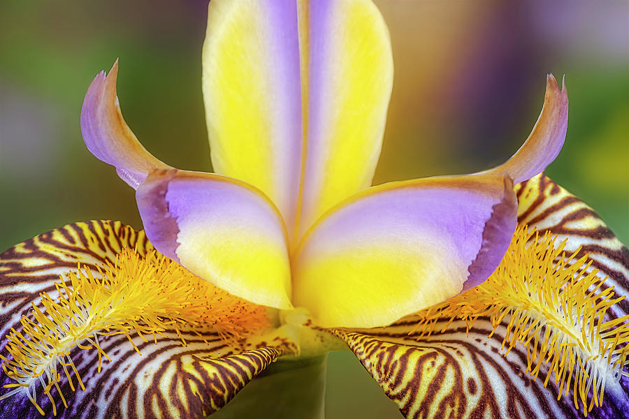 Beautiful Bearded Iris Flower Photograph by Susan Candelario