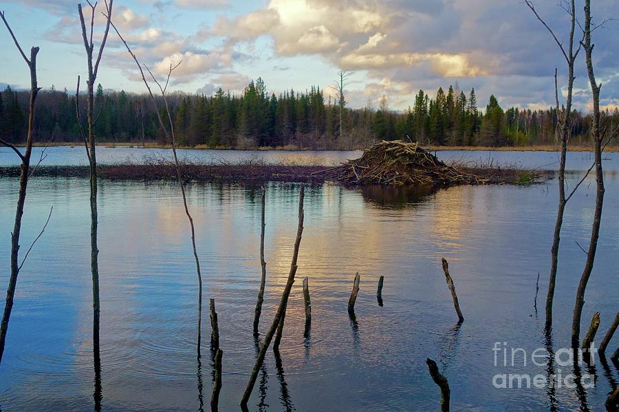 Beautiful Beaver Pond Photograph by Sandra Updyke