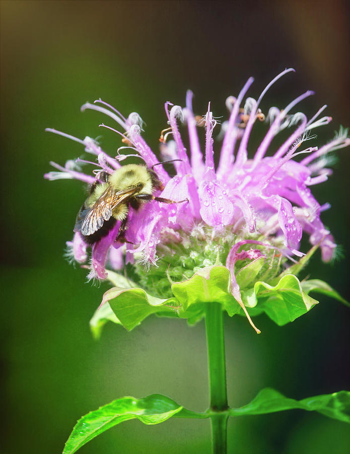 Beautiful Bee Balm With Bee Photograph