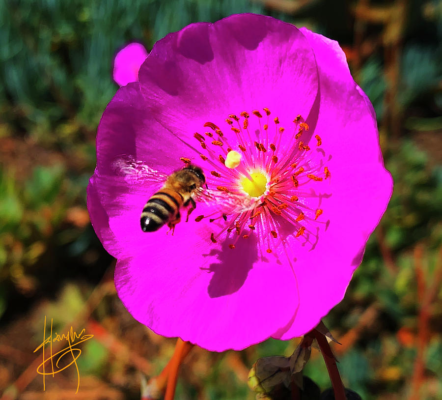 Beautiful Bee in a Poppy Flower Photograph by DC Langer