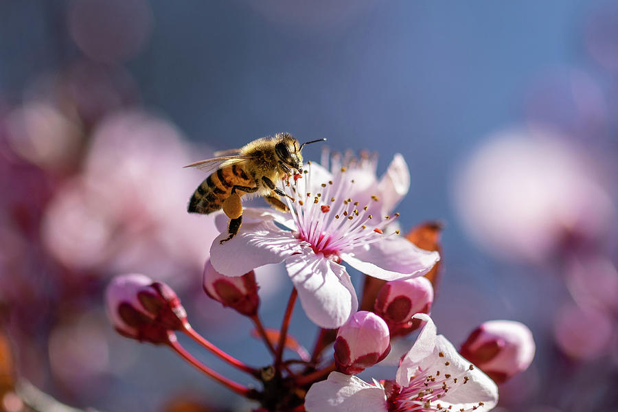 Beautiful Bee Photograph by Lara Morrison