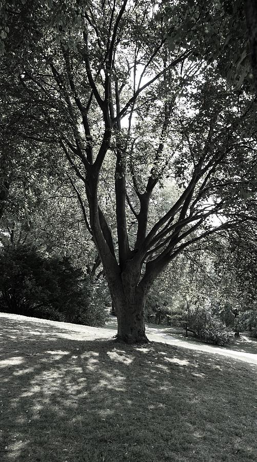 Beautiful Beech Tree 3 Photograph