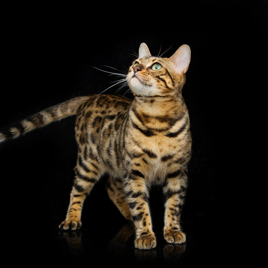 Beautiful bengal cat Photograph by Svetography