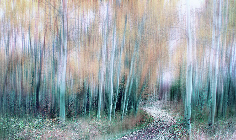 Beautiful Birches Digital Art by Terry Davis