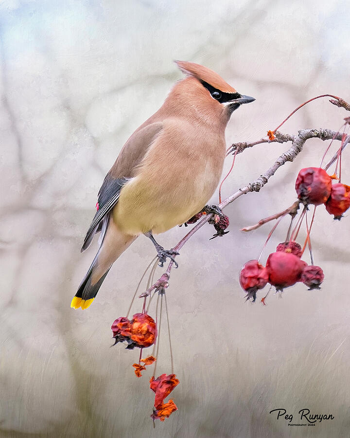 Beautiful Bird Photograph by Peg Runyan