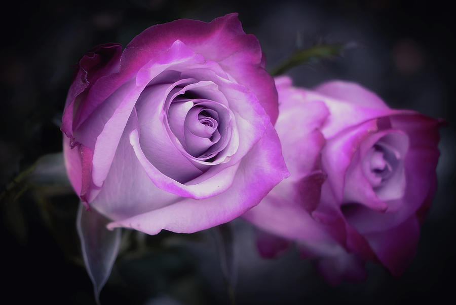 Beautiful Birthday Roses Photograph by Elaine Malott