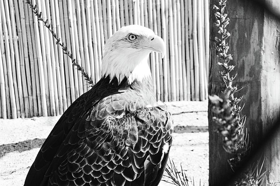 Beautiful Black And White Bald Eagle Photograph by Lisa Wooten