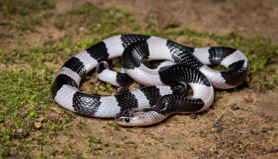 Beautiful Black And White Snake, Malayan Krait. Photograph By Nenad ...