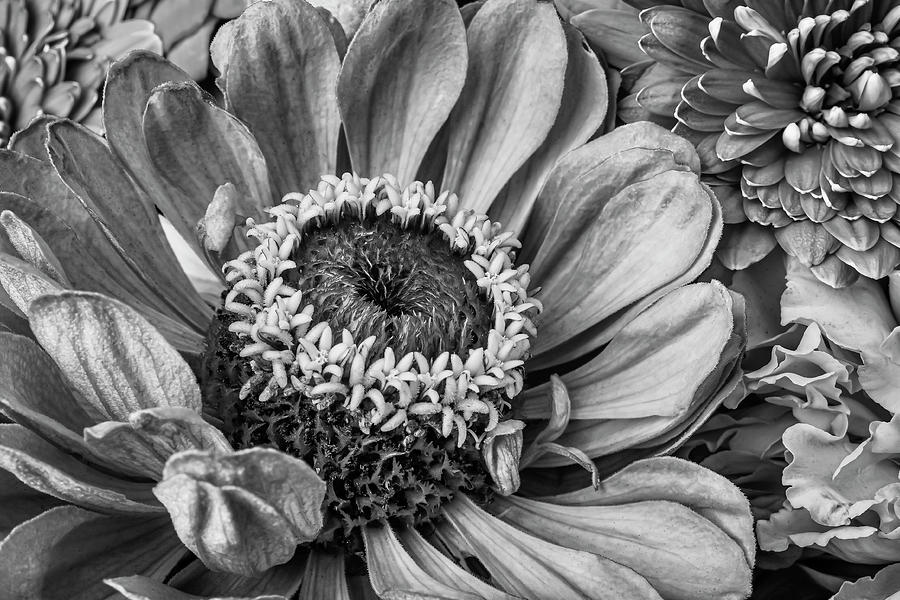 Beautiful Black And White Zinnia Photograph by Garry Gay