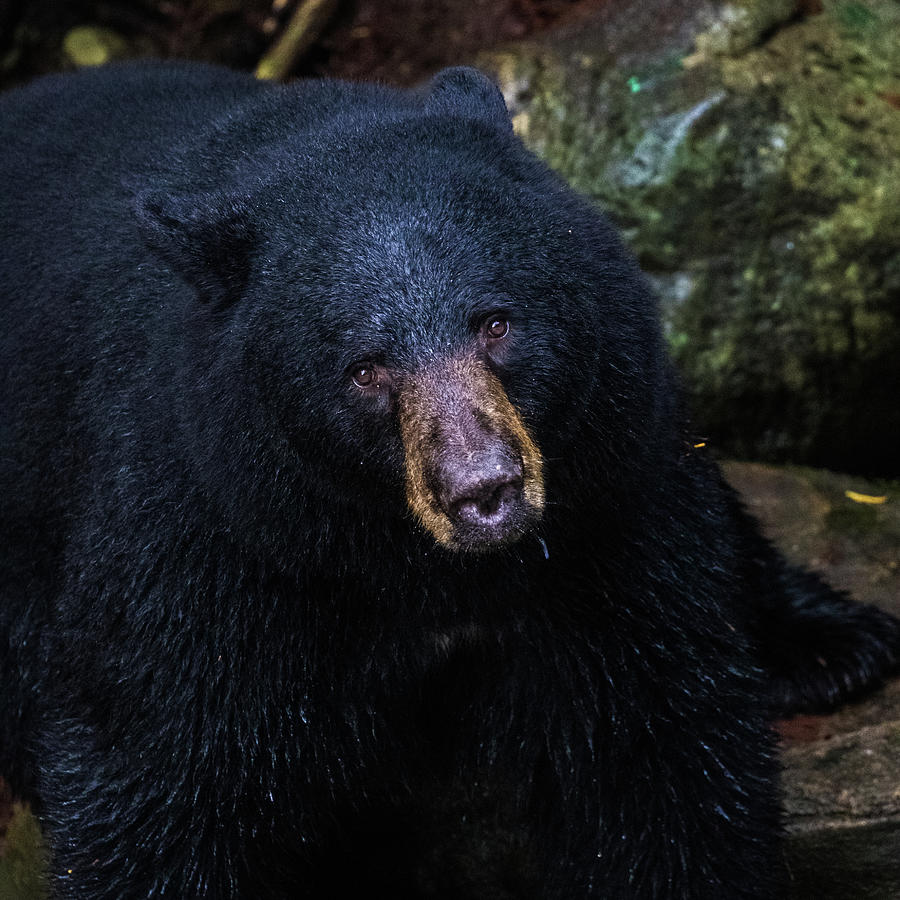 Beautiful Black Bear Photograph by Michelle Pennell