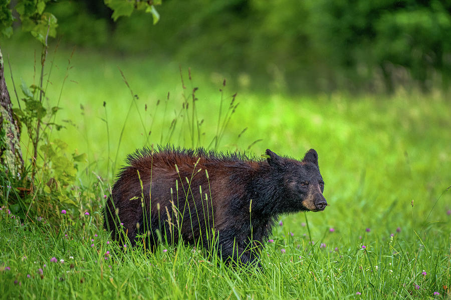 Beautiful Black Bear Sow Photograph by Robert J Wagner
