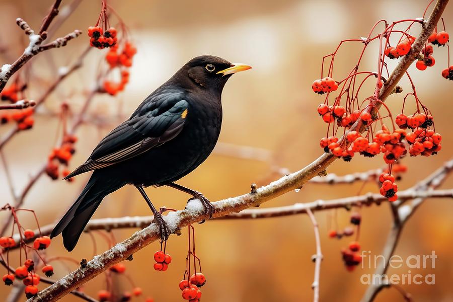 Beautiful black blackbird perched on the branch of a fruit tree during winter. Photograph by Joaquin Corbalan