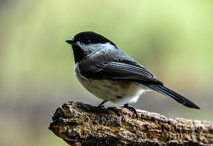 Beautiful Black-capped Chickadee Photograph by Cindy Treger - Pixels