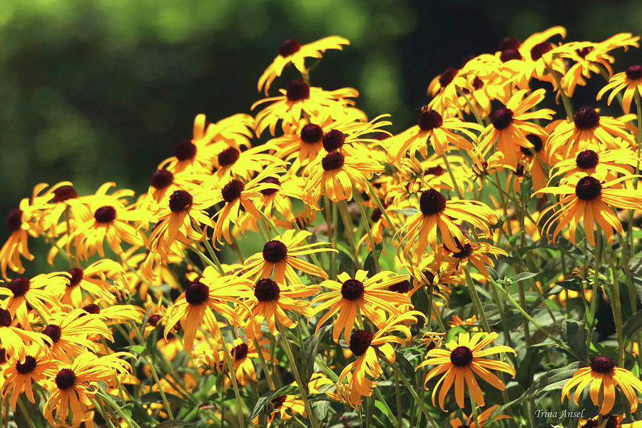Beautiful Black-Eyed Susan Flowers Photograph by Trina Ansel