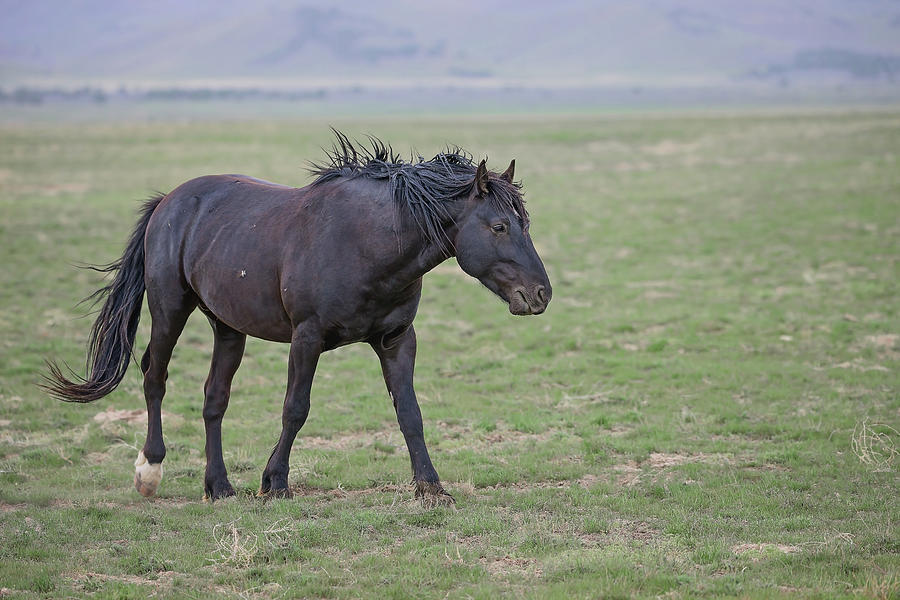 Beautiful Black Stallion Photograph by Fon Denton