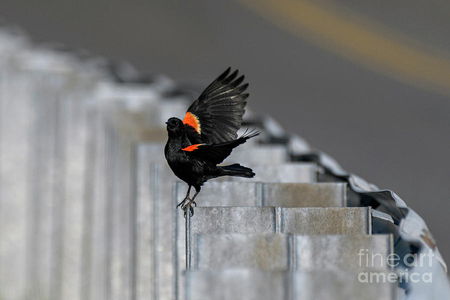 Beautiful Blackbird Photograph