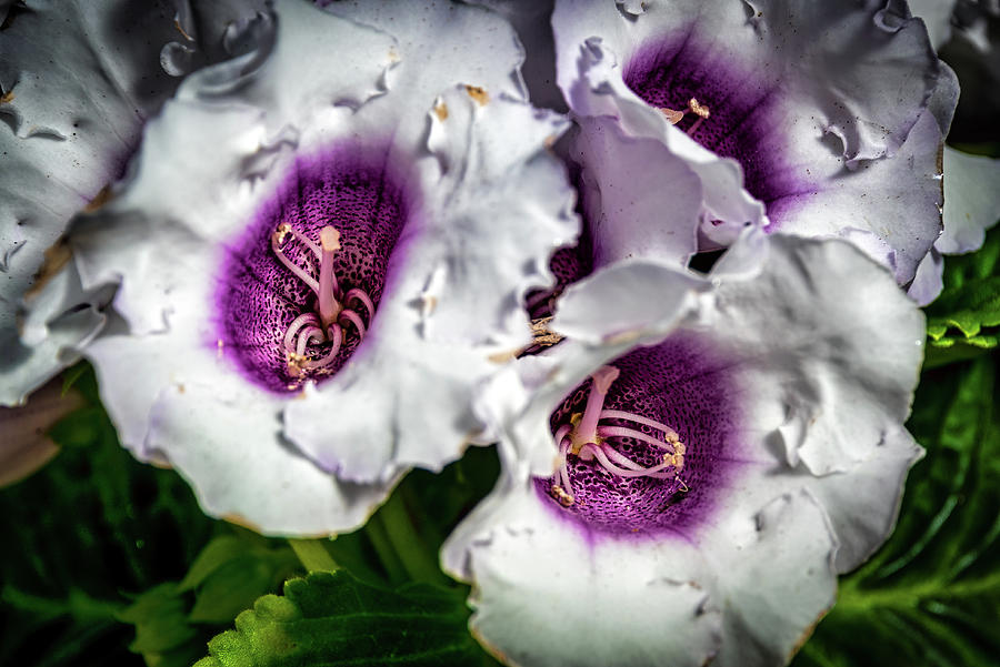 Flower Photograph - Beautiful Bloomers - Auckland Domain Wintergardens, New Zealand by Jon Berghoff