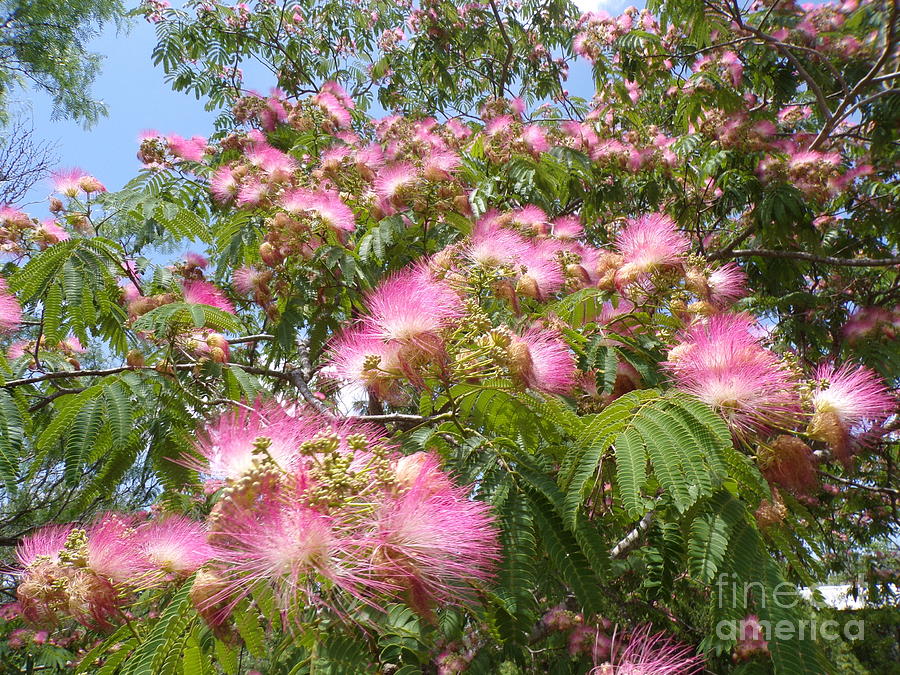 Beautiful Blooming Fragrant Texas Mimosa Tree-22-eleven Photograph by ...