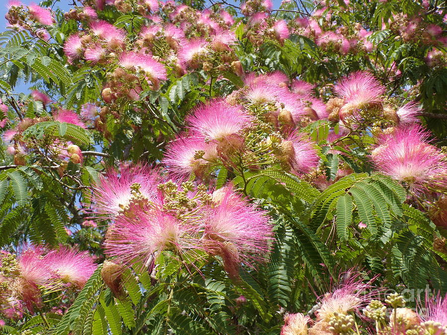 Beautiful Blooming Fragrant Texas Mimosa Tree-22-five Photograph by ...