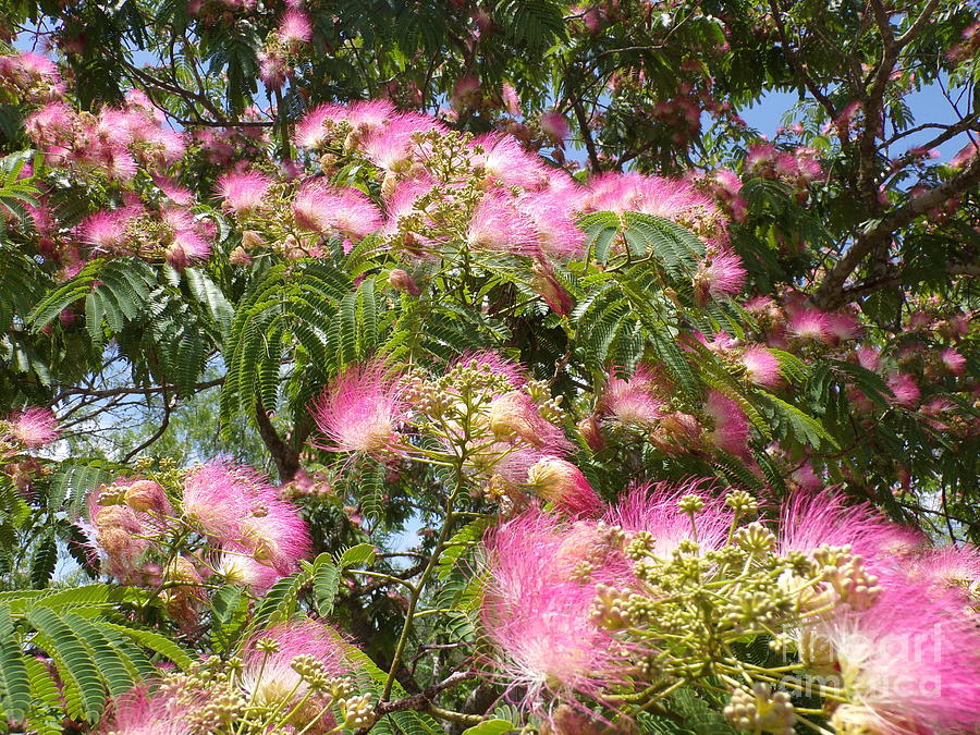 Beautiful Blooming Fragrant Texas Mimosa Tree-22-four Photograph by ...