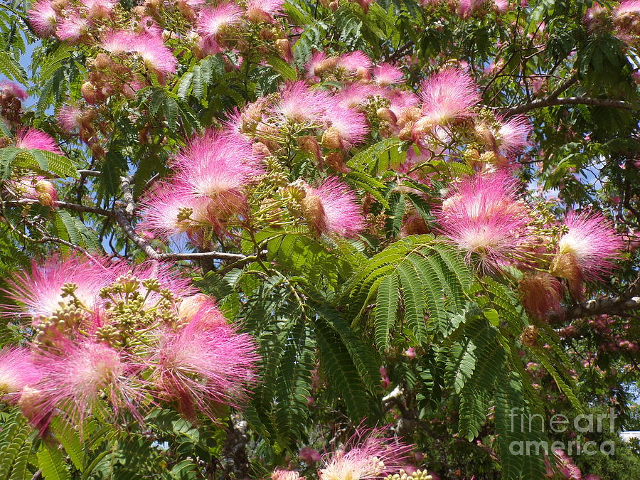 Beautiful Blooming Fragrant Texas Mimosa Tree-22-six Photograph by ...