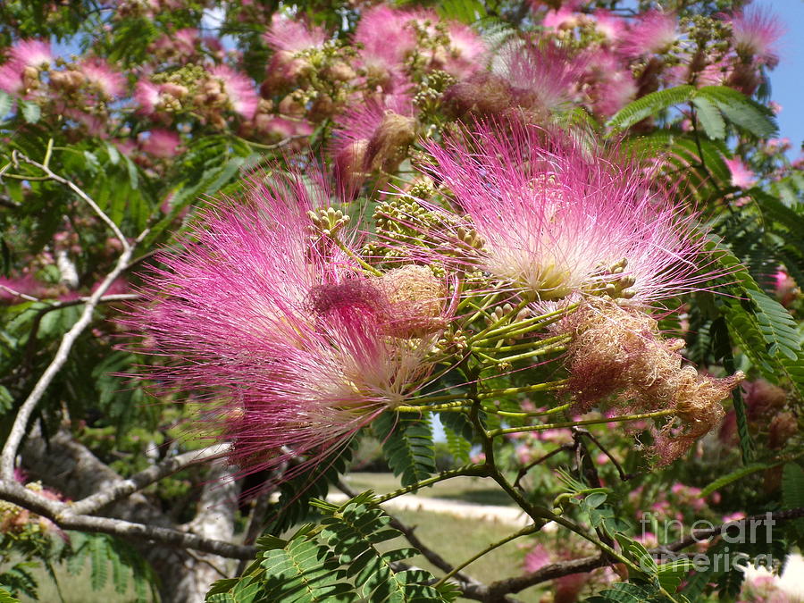 Beautiful Blooming Fragrant Texas Mimosa Tree-22-ten Photograph by ...