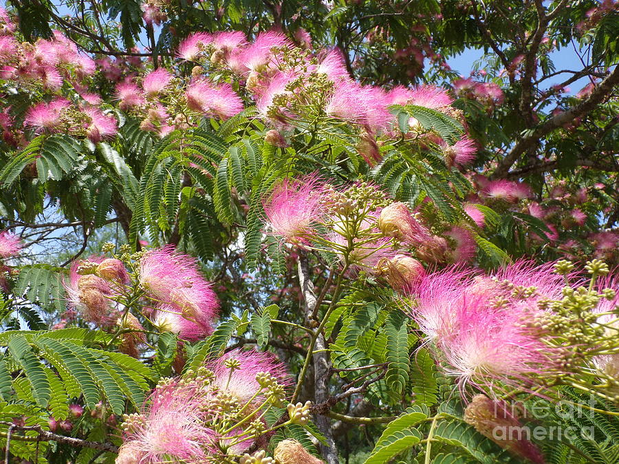 Beautiful Blooming Fragrant Texas Mimosa Tree-22-three Photograph By 