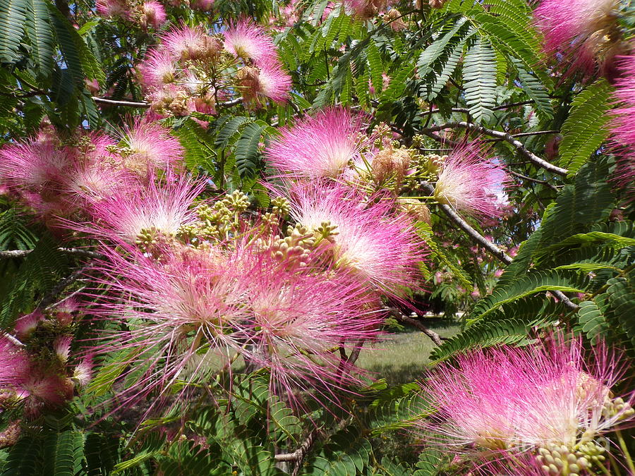 Beautiful Blooming Fragrant Texas Mimosa Tree-22-twelve Photograph by ...