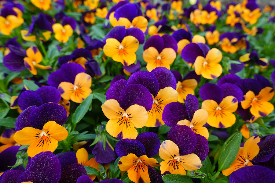 Beautiful Blooming Pansies In The Garden Drawing