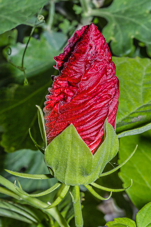 Beautiful blossoming bud of red hibiscus flower Photograph by BigJoker
