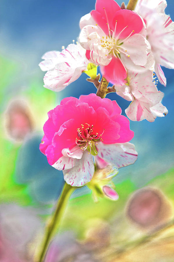 Beautiful Blossoms Photograph