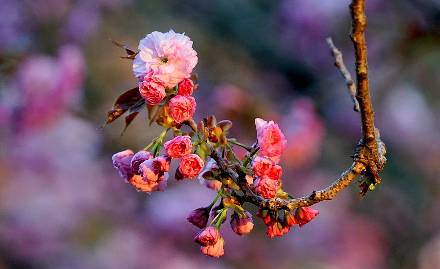 Beautiful Blossoms Photograph by Caryn La Greca
