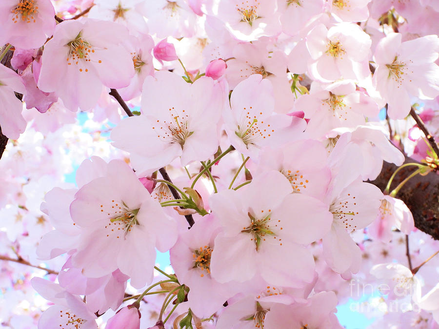 Beautiful Blossoms Photograph by Scott Cameron